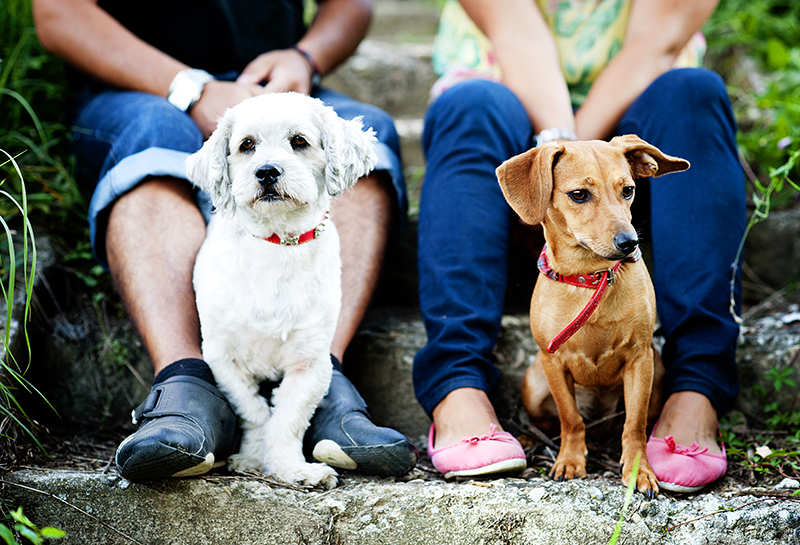 animales de apoyo emocional